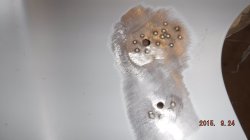 150924 55 Chevy Pickup (4).JPG